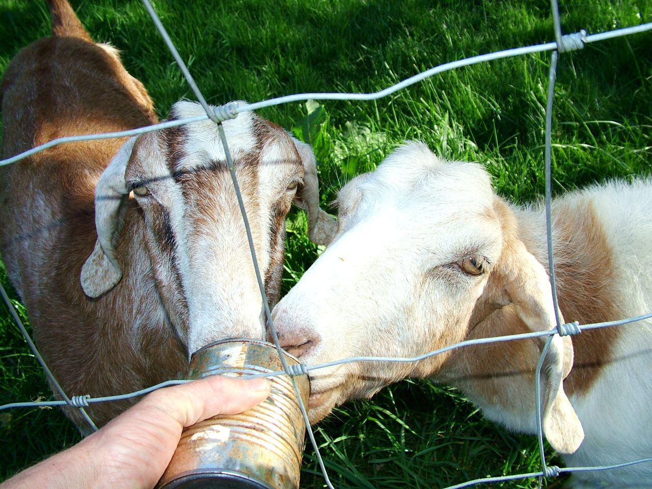 Dogs, Goats & Blossoms are Glad It’s Spring! - www.ifish.net